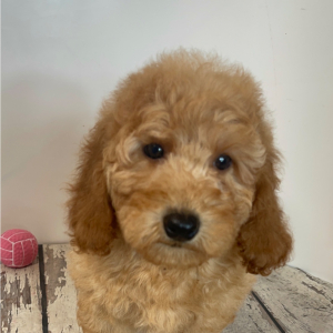 Goldendoodle Puppy Charger