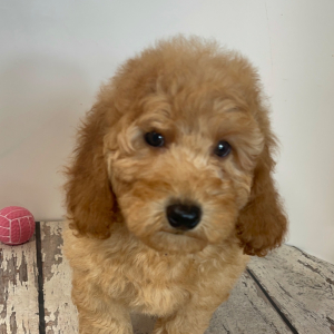 Goldendoodle Puppy Charger