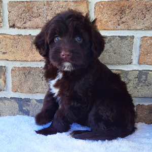 Portuguese Water Dog Puppy Aria