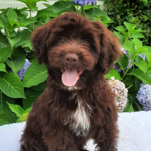 Portuguese Water Dog Puppy Aria