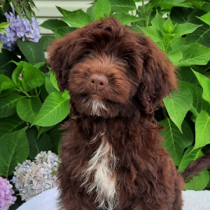 Portuguese Water Dog Puppy Aria