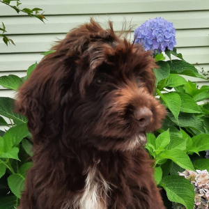 Portuguese Water Dog Puppy Aria