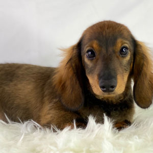 Dachshund Puppy Truffles