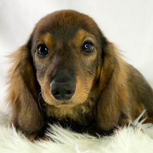 Dachshund Puppy Truffles