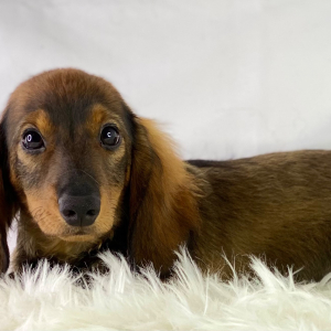 Dachshund Puppy Truffles