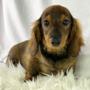 Dachshund Puppy Truffles