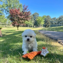 Bichon Frise Puppy Chip