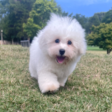 Bichon Frise Puppy Chip