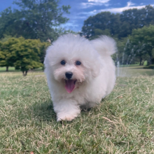 Bichon Frise Puppy Chip