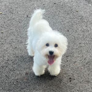 Bichon Frise Puppy Chip