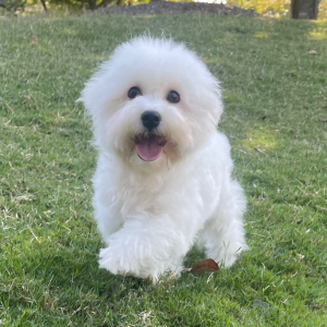 Bichon Frise Puppy Chip