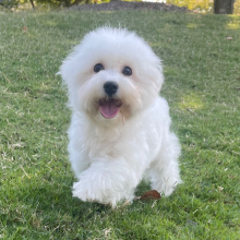 Bichon Frise Puppy Chip