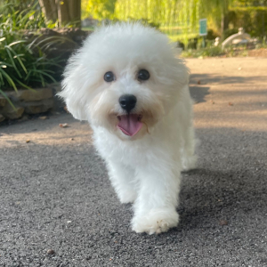 Bichon Frise Puppy Chip
