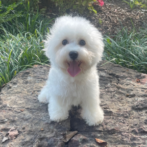 Bichon Frise Puppy Chip