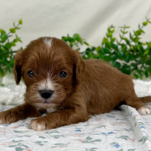 Cavapoo Puppy Cain