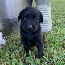 Labradoodle Puppy Nina