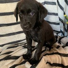 Labradoodle Puppy Nina