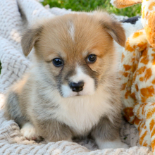 Pembroke Welsh Corgi Puppy Blake