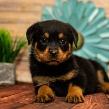 Rottweiler Puppy Dallie