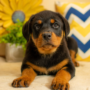 Rottweiler Puppy Dallie