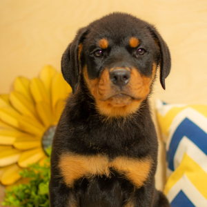 Rottweiler Puppy Dallie