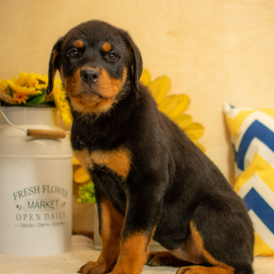 Rottweiler Puppy Dallie