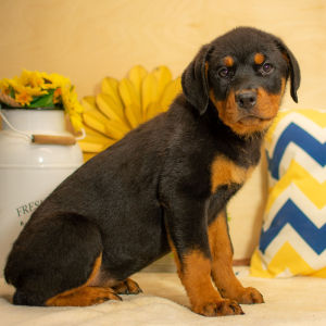 Rottweiler Puppy Dallie