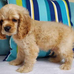 Cocker Spaniel Puppy Splash