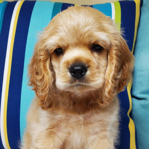 Cocker Spaniel Puppy Splash