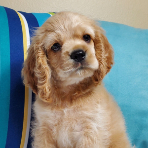 Cocker Spaniel Puppy Splash