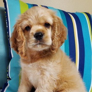 Cocker Spaniel Puppy Splash