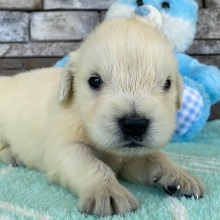 Golden Retriever Puppy Ashley
