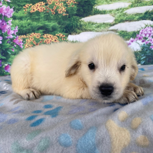 Golden Retriever Puppy Ashley