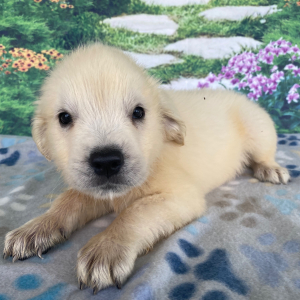 Golden Retriever Puppy Ashley