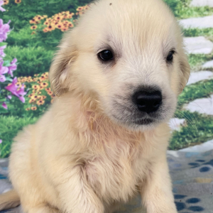 Golden Retriever Puppy Ashley