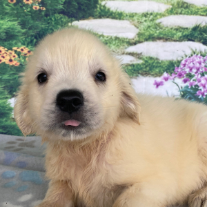 Golden Retriever Puppy Ashley