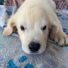 Golden Retriever Puppy Ashley