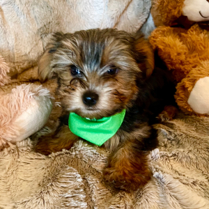 Yorkshire Terrier Puppy Niles