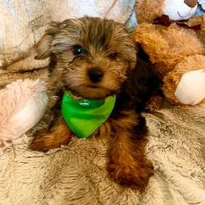Yorkshire Terrier Puppy Niles