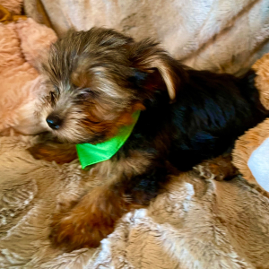 Yorkshire Terrier Puppy Niles