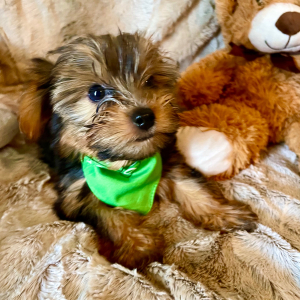 Yorkshire Terrier Puppy Niles