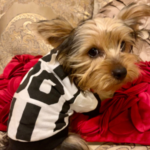 Yorkshire Terrier Puppy Niles