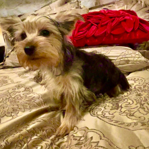 Yorkshire Terrier Puppy Niles