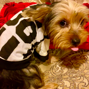 Yorkshire Terrier Puppy Niles