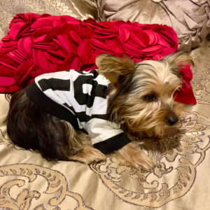 Yorkshire Terrier Puppy Niles