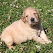 Golden Retriever Puppy Glory