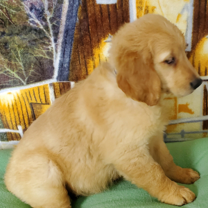 Golden Retriever Puppy Glory