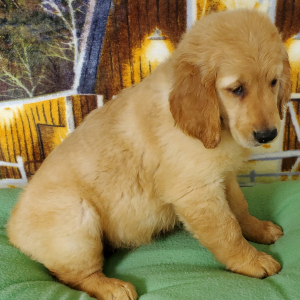 Golden Retriever Puppy Glory