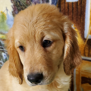 Golden Retriever Puppy Glory