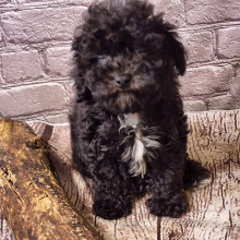 Poodle Puppy Frank